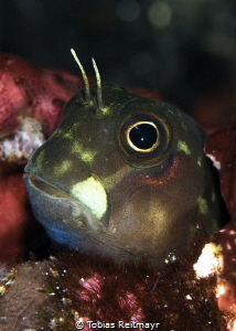 Blenny at Batu Bolong, Komodo NP by Tobias Reitmayr 